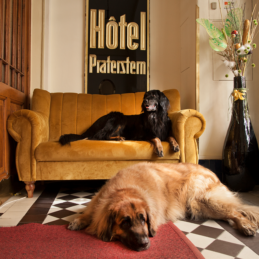 Hotel Praterstern – Ihr hundefreundliches Wiener Hotel