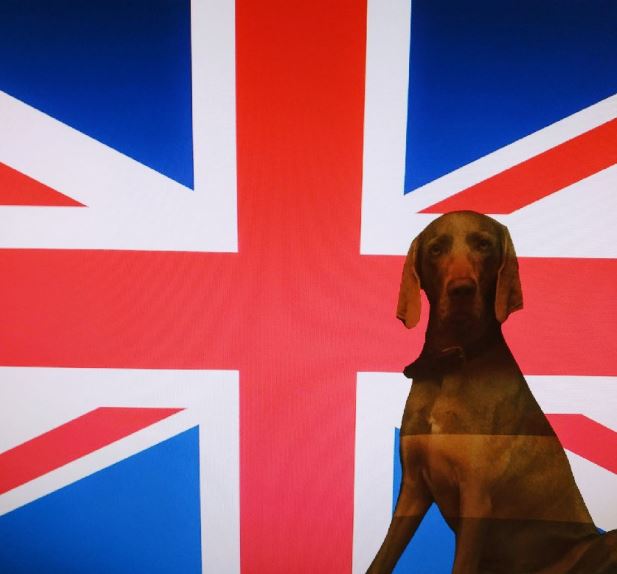 Einreise mit Hund Großbritannien Hundetravel Urlaub mit Hund