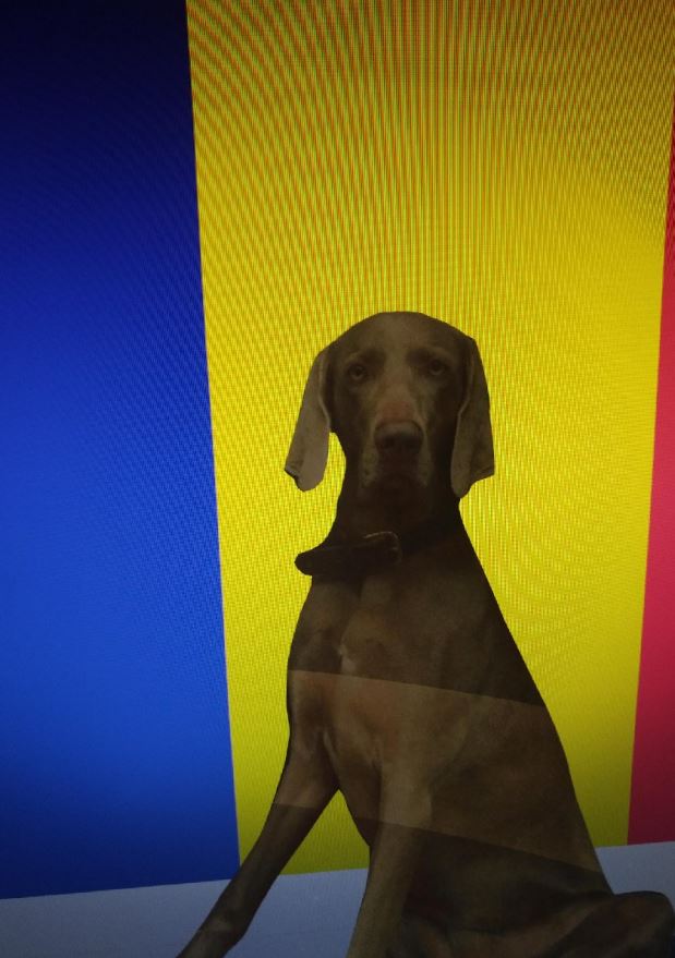 Einreise Rumänien mit Hund Hundetravel Urlaub mit Hund