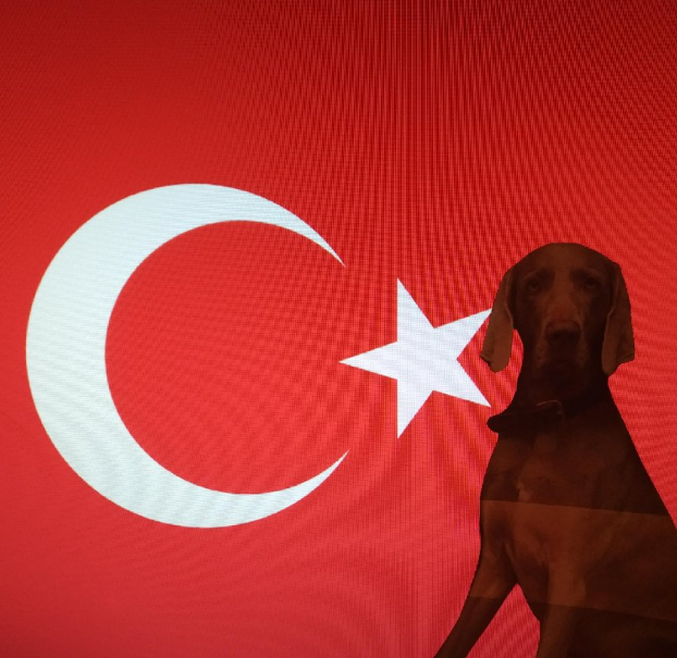 Einreise Türkei mit Hund Hundetravel Urlaub mit Hund